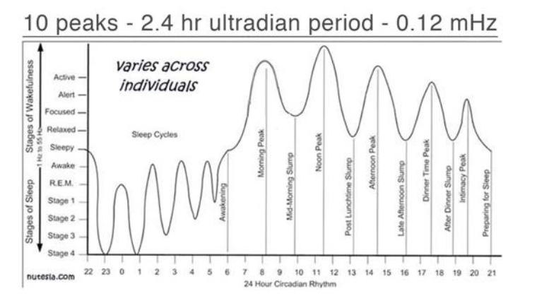 Ultradian period